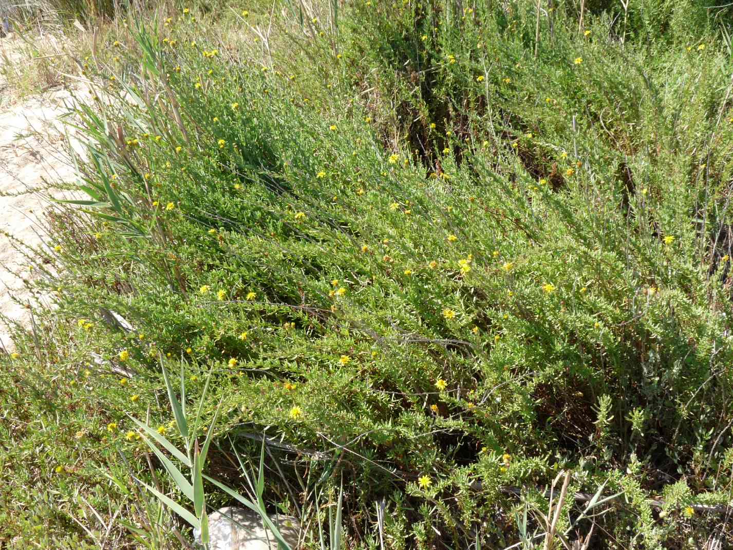 Apine minuscole:  Heriades sp. (Apidae Megachilinae)